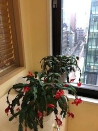 アマリリスとデンマークカクタス