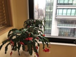 アマリリスとデンマークカクタス