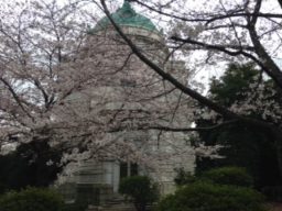 　散る桜　残る桜も　散る桜（桜のこと）