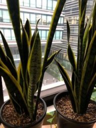 ローレンティー