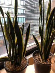 ローレンティー