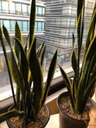 ローレンティー