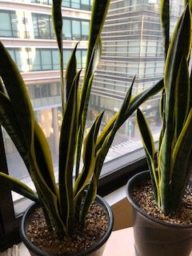 ローレンティー