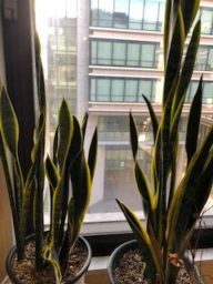 ローレンティー