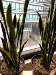 ローレンティー