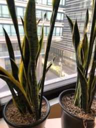 ローレンティー