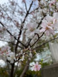 冬の桜満開