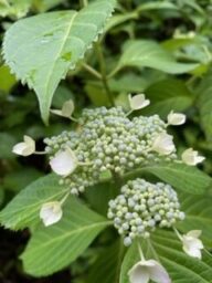 アントニ・ガウディ　紫陽花