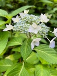 アントニ・ガウディ　紫陽花