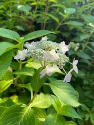 アントニ・ガウディ紫陽花