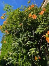 ノーゼンカズラ