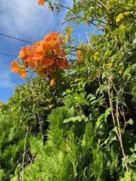 夏花（夏休みの宿題）