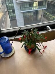 気まぐれなデンマークカチタス