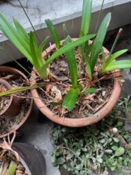 深紅の花を咲かせるアマリリス