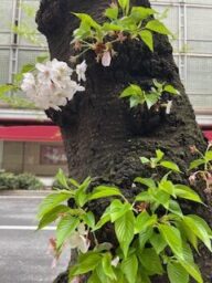 クレイトン・カーショウのスピーチ