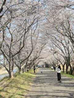 2025年の桜＜１＞
