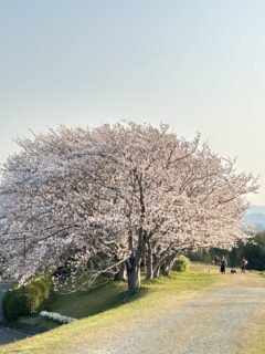 2025年の桜＜３＞