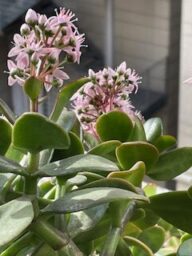 花の咲く金の生る木の移植