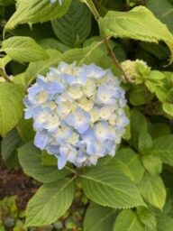 紫陽花