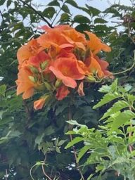 盛夏のノーゼンカズラの花