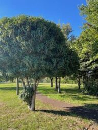 金木犀の初観測