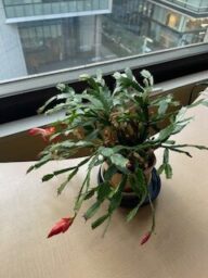 デンマークカチタス