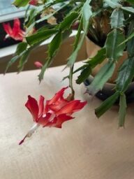 デンマークカチタス