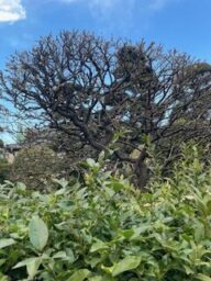 駆け足のチョロＱ