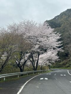2026年の桜<2>