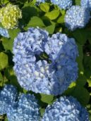 紫陽花の季節