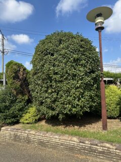 今年もこの香りに